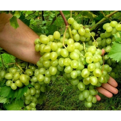Winorośl, winogron deserowy  ARKADIA  art. nr 248